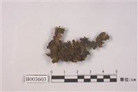 藏品(毛地錢)的圖片